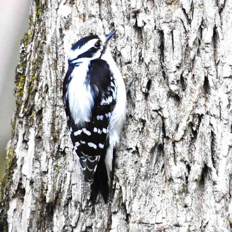 Bird Nerds 🐦‍⬛ Vosher1977 post image