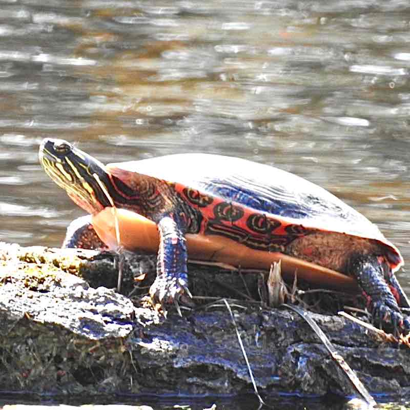 Bird Nerds 🐦‍⬛ Vosher1977 post image