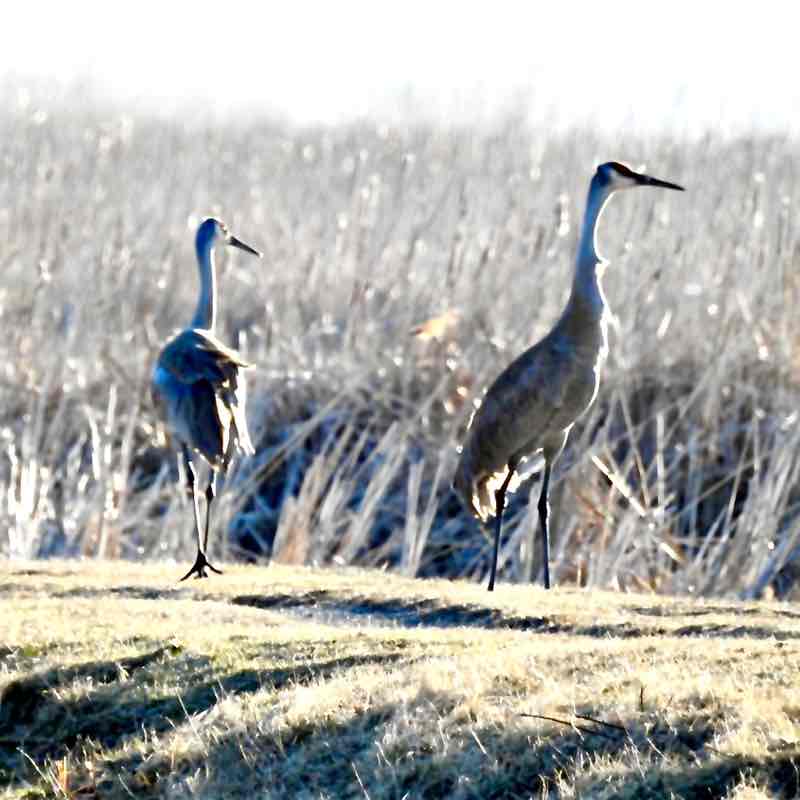 Bird Nerds 🐦‍⬛ Vosher1977 post image