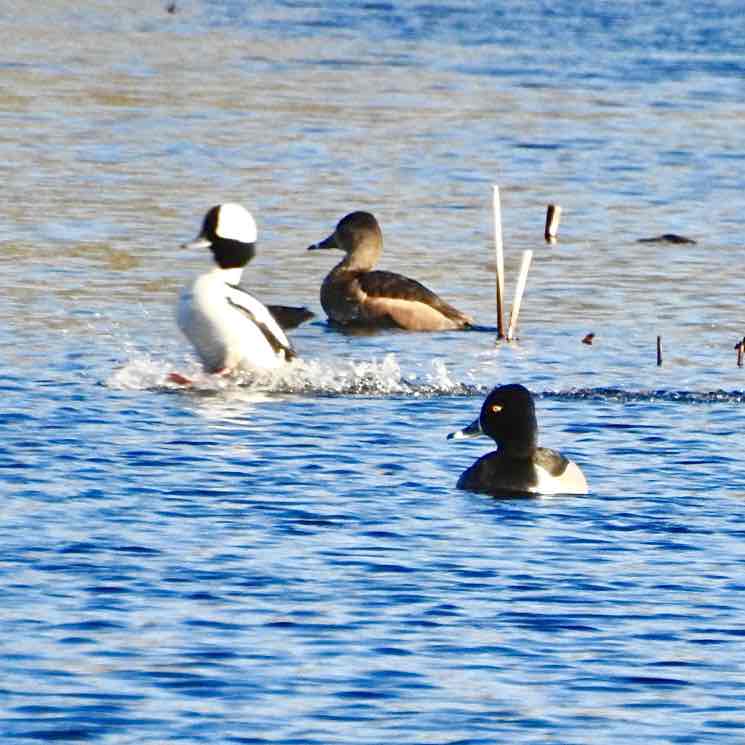 Bird Nerds 🐦‍⬛ Vosher1977 post image