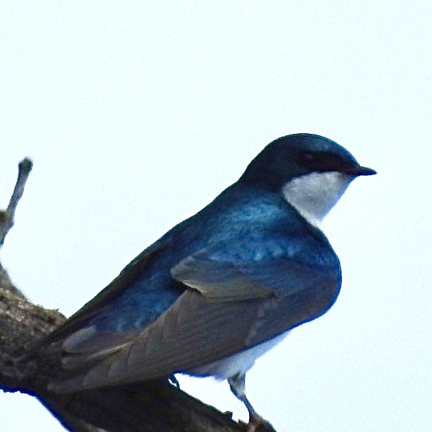 Bird Nerds 🐦‍⬛ Vosher1977 post image