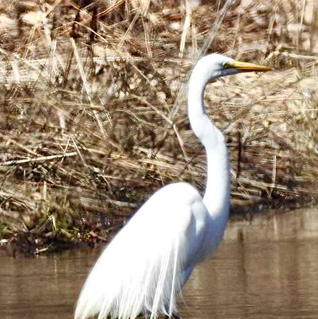 Bird Nerds 🐦‍⬛ Vosher1977 post image