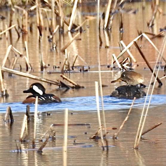 Bird Nerds 🐦‍⬛ Vosher1977 post image