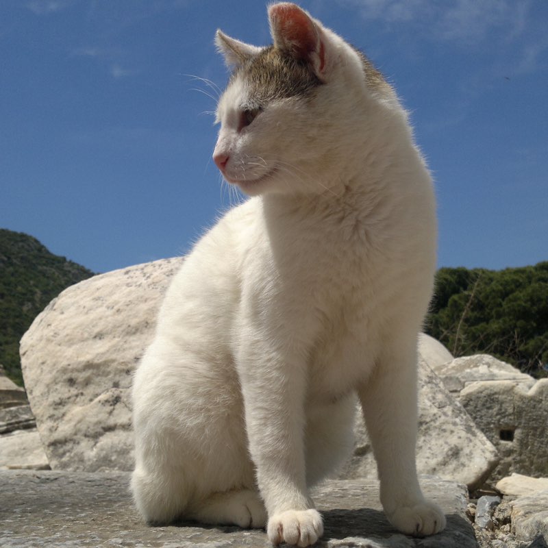 Roman Semenov profile