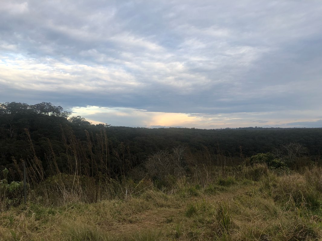 walking near me in Wahroonga Reserve in summer
