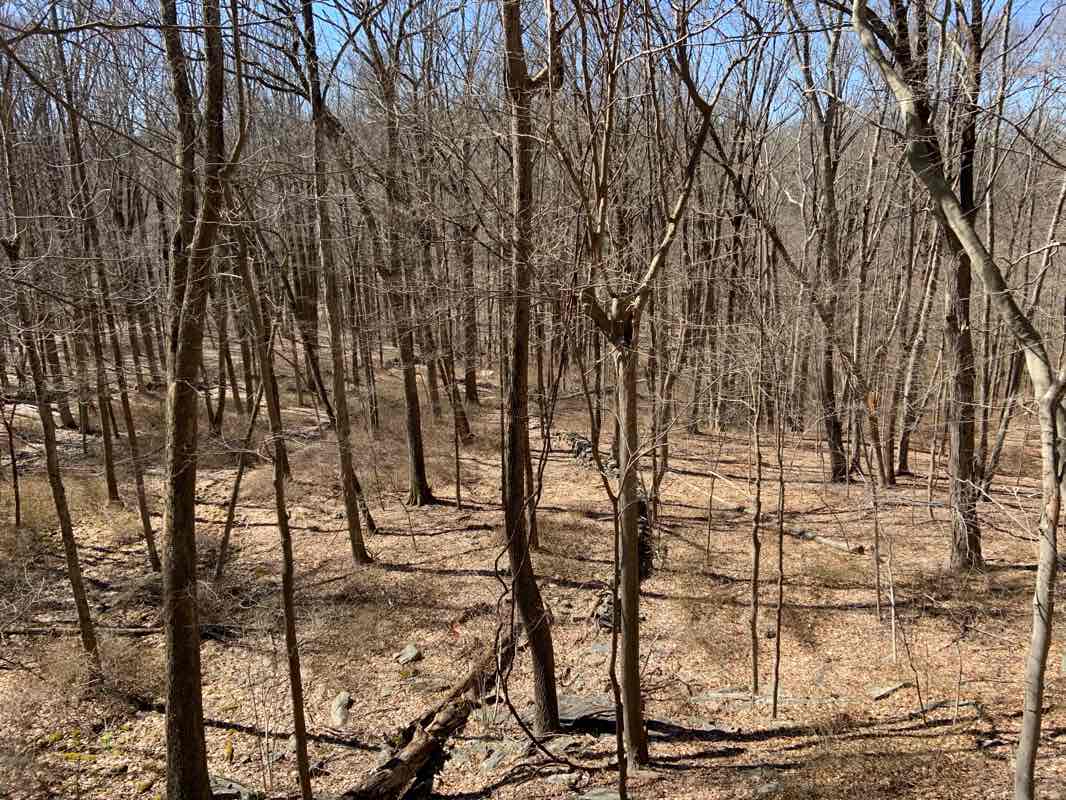 walking near me in Leon Levy Preserve in winter