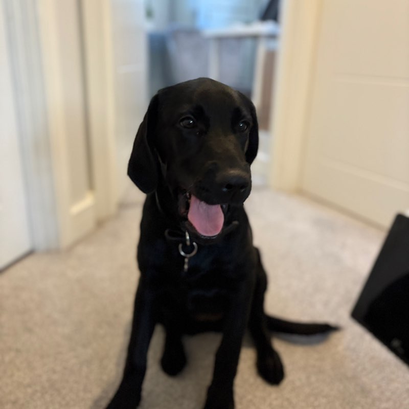 Dan