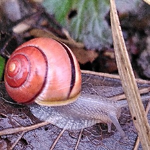 Schneckenkönigin