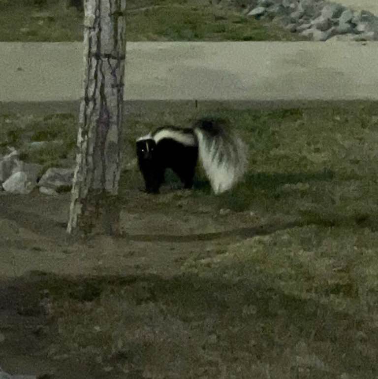 Angeline Hazel post 1