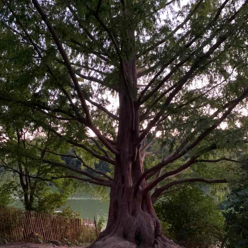 Angeline Hazel post 3