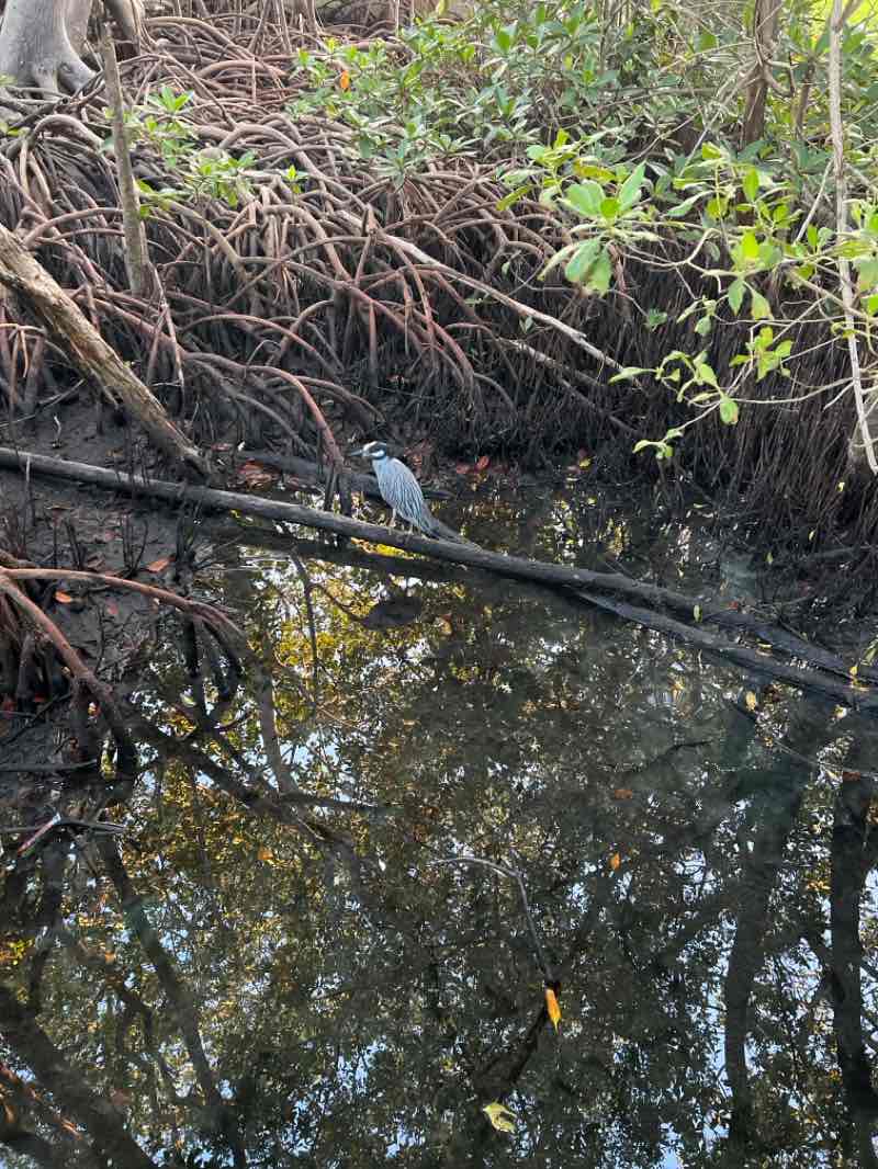 walking near me in Morningside Park in winter