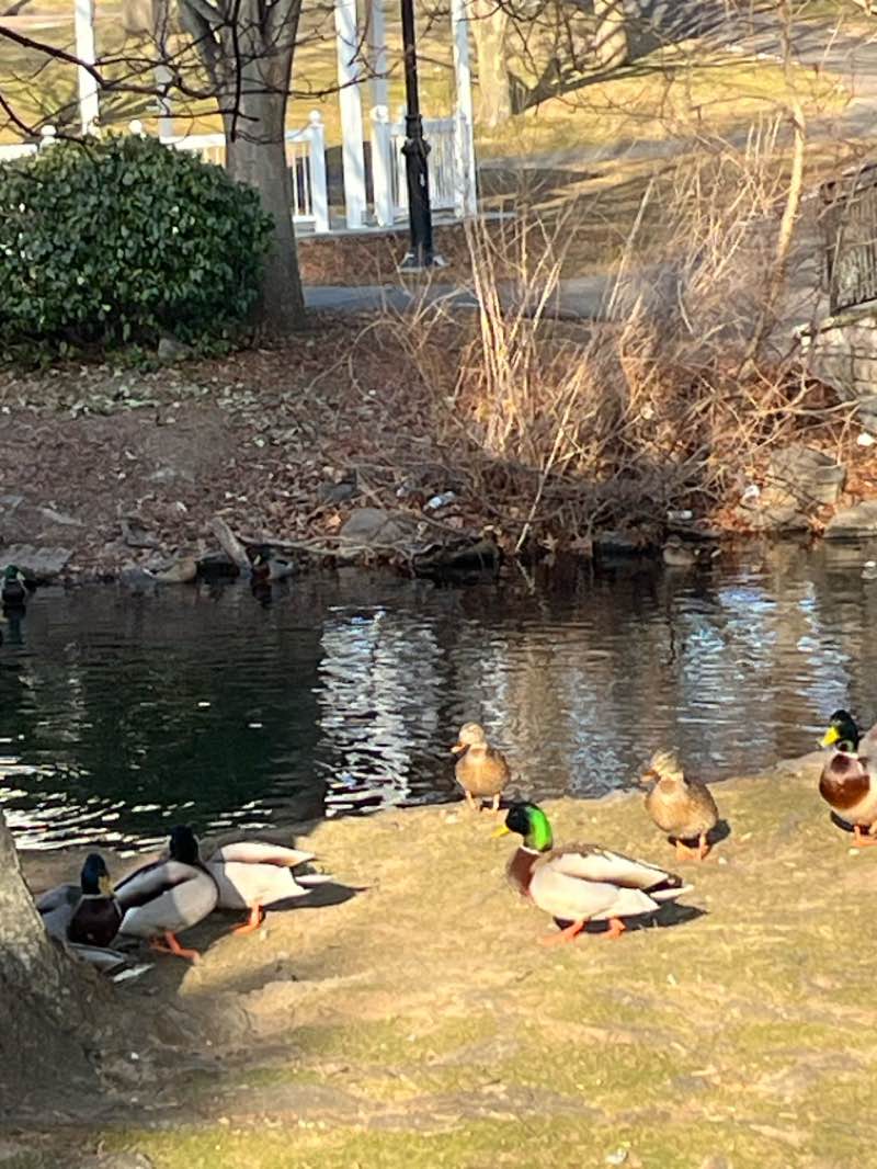 walking near me in Echo Park in winter