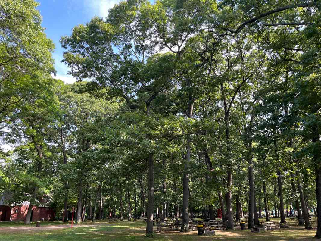walking near me in Arthur J Hendrickson Park in summer