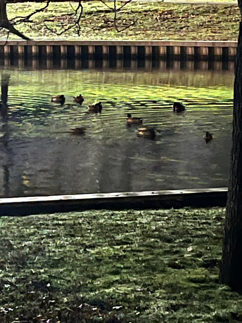 walking near me in Halls Pond Park in autumn