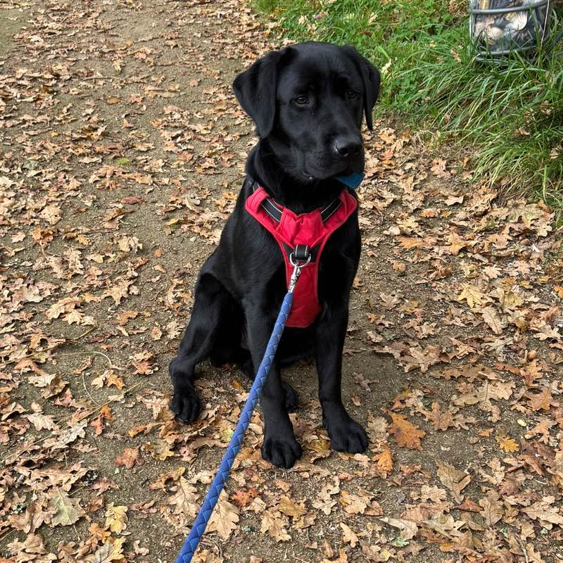 Mickael le Neuresse profile