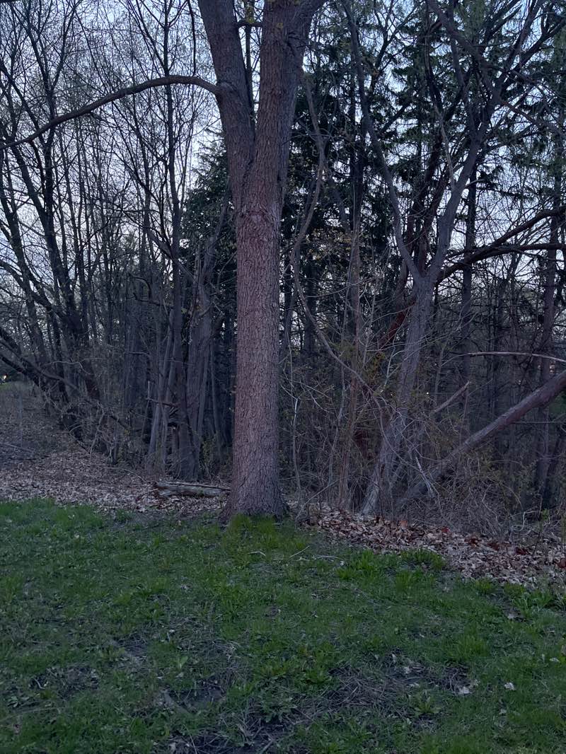 walking near me in Westgate Park in spring