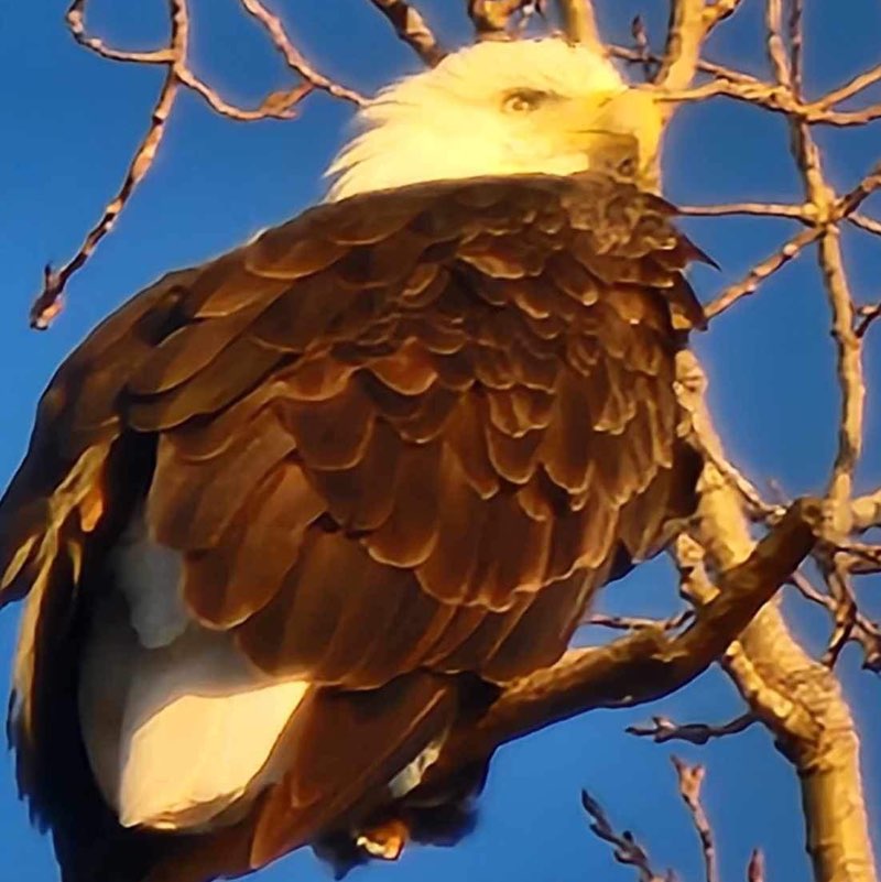 Phantom Eagle