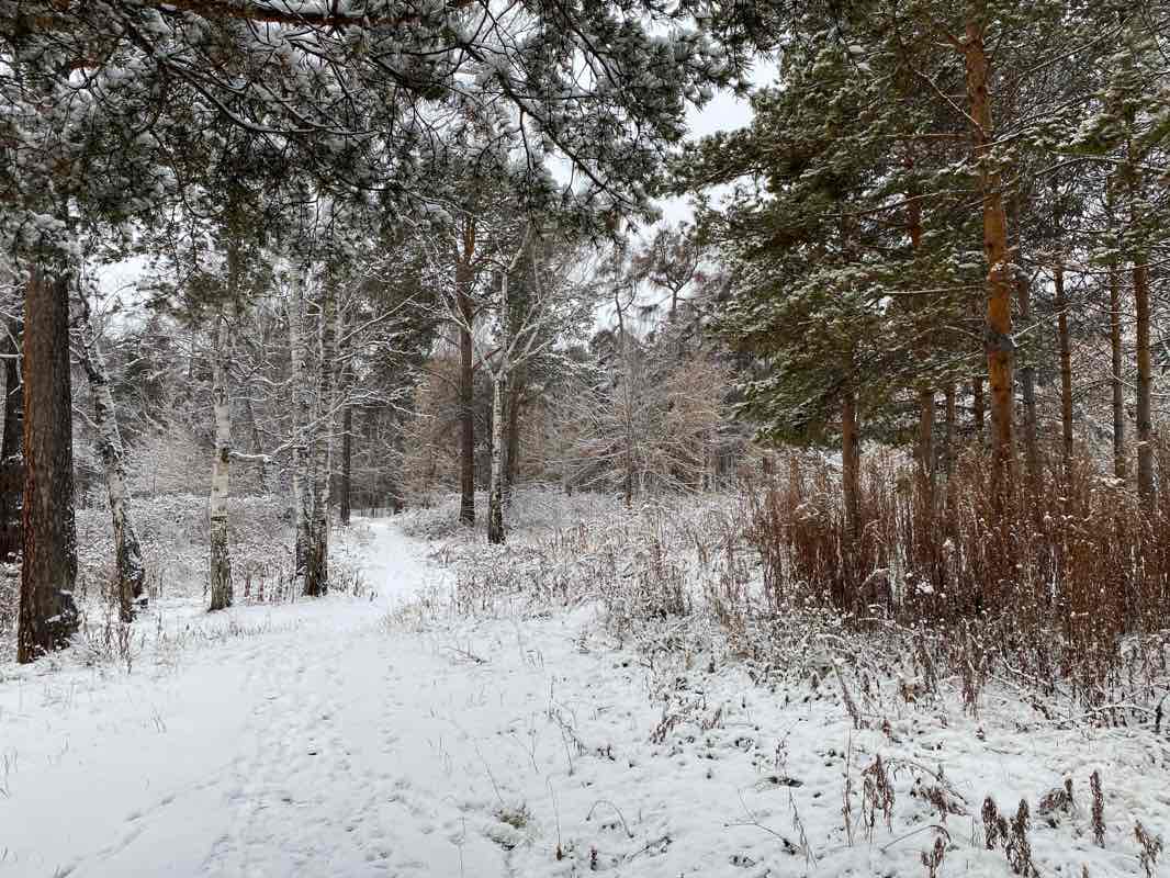 walking near me in Роща «Звёздочка» in winter