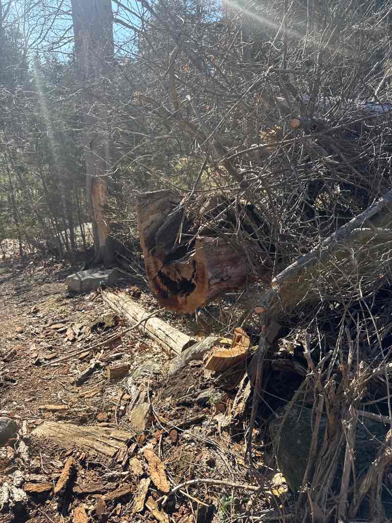 walking near me in Juniper Hill in spring