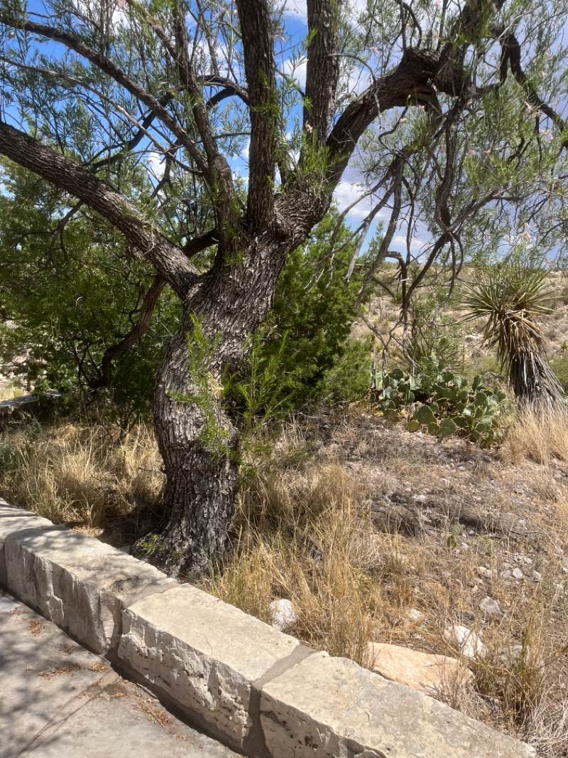 walking near me in Carlsbad Caverns National Park in winter