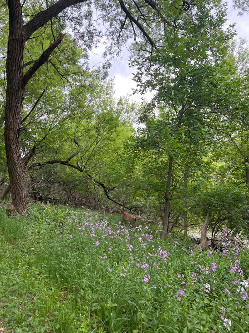 walking near me in Strawberry Lake Park in winter