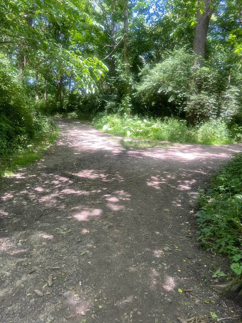 walking near me in Sag Valley Forest Preserve in summer