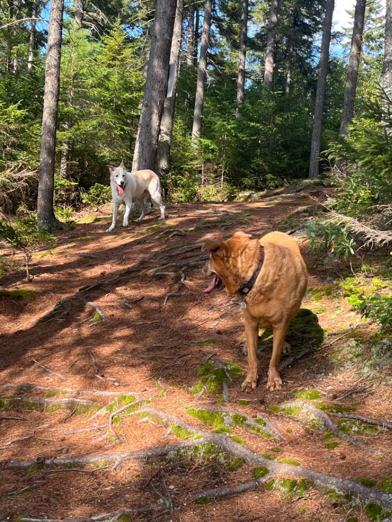 walking near me in Parc régional des Appalaches in winter