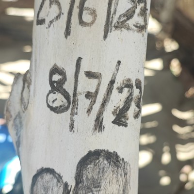 Francesca Calvani post 1