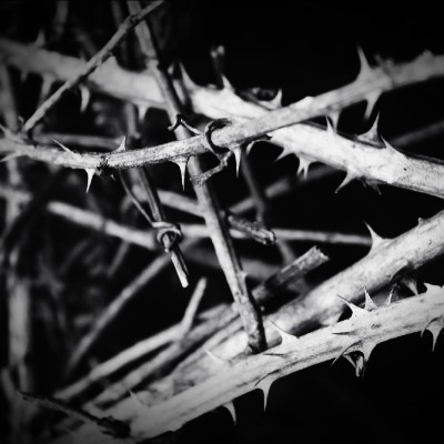 Francesca Calvani post 1