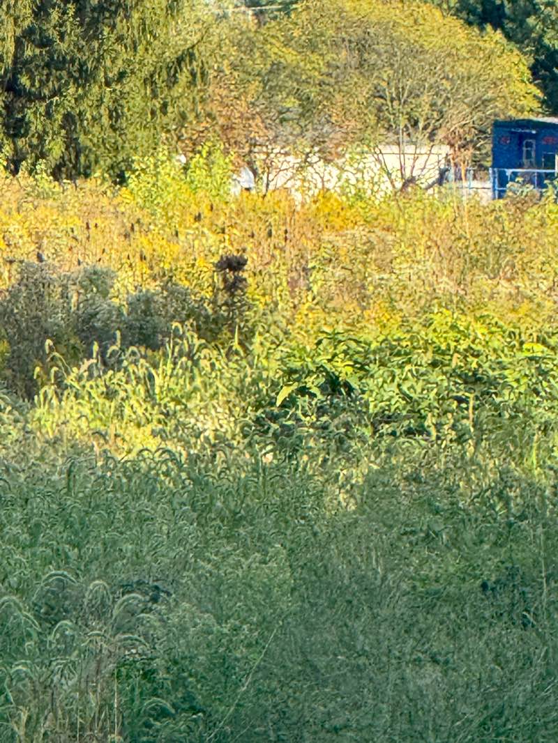 walking near me in Homestead Park in autumn