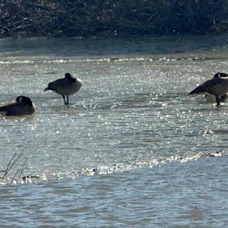 PacerGuy_1971 post 1