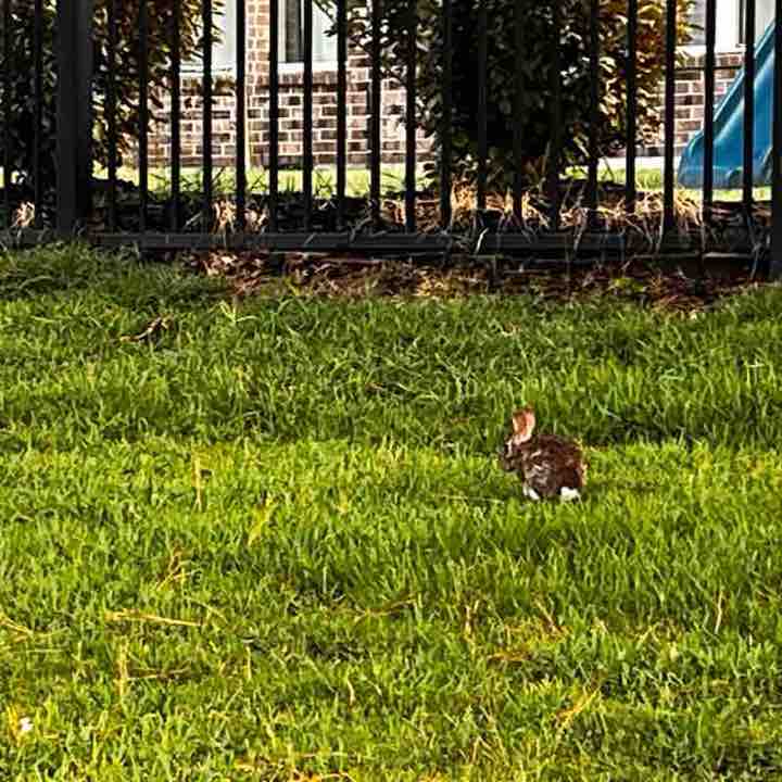 Constantino Piccone post 1