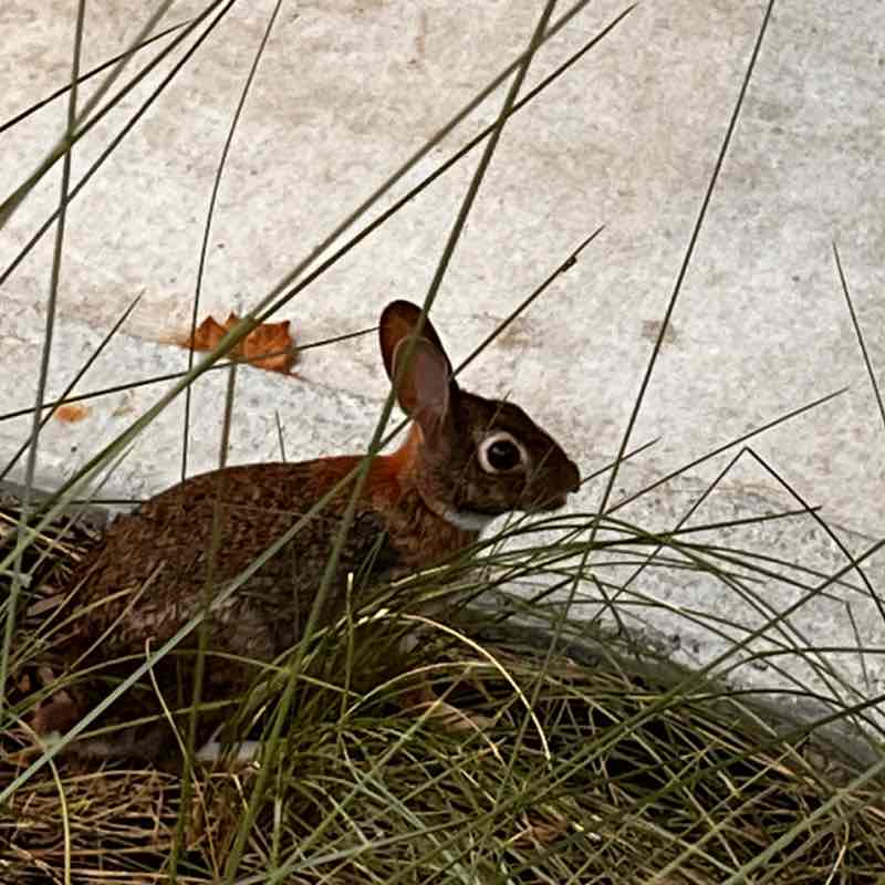 Constantino Piccone post 2