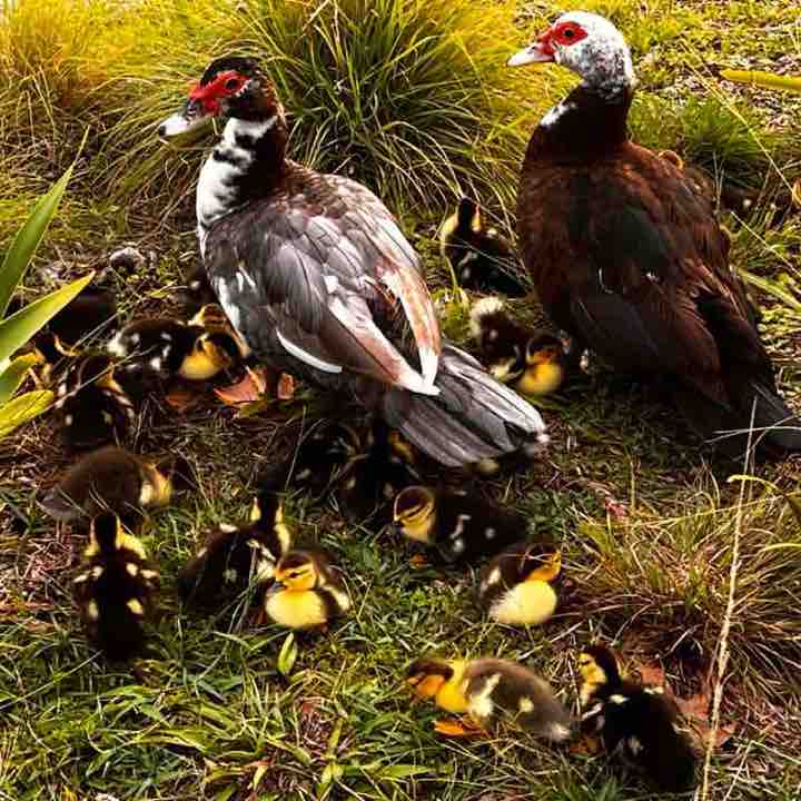 Constantino Piccone post 1