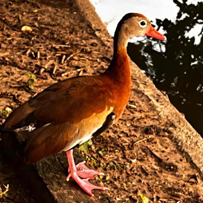 Constantino Piccone post 3