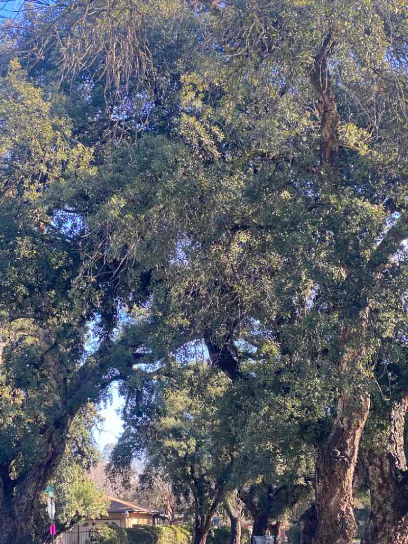 walking near me in Cary Park in winter