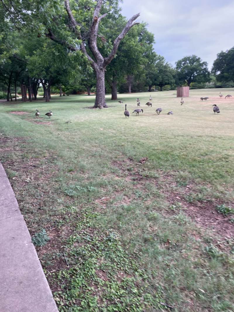 walking near me in Ben Donnell Park in summer