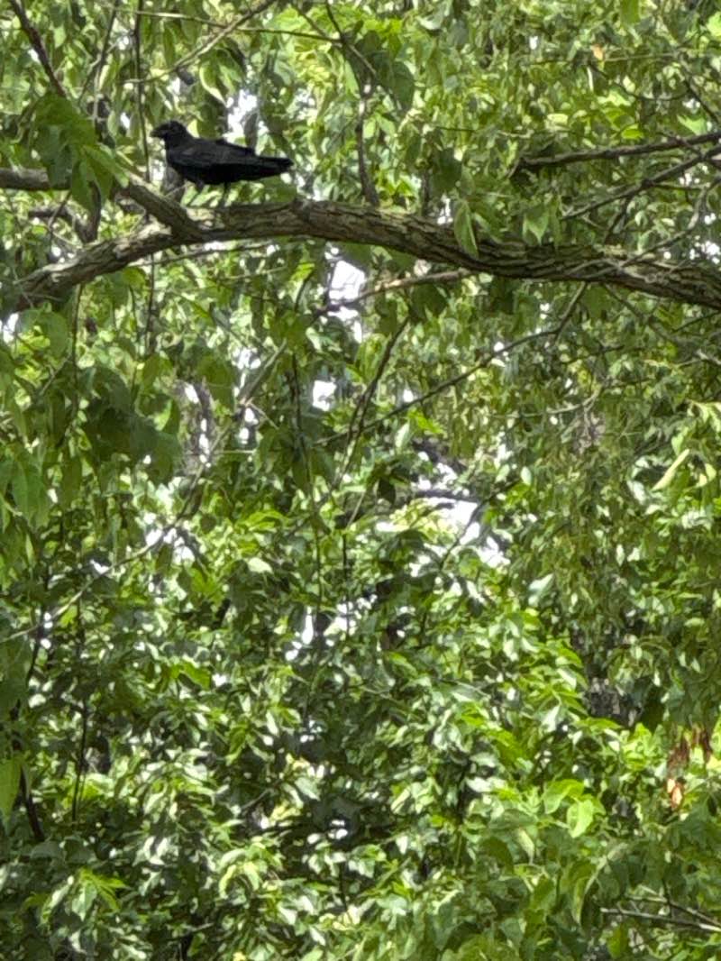 walking near me in Bee Camp Creek Trailhead Park in summer