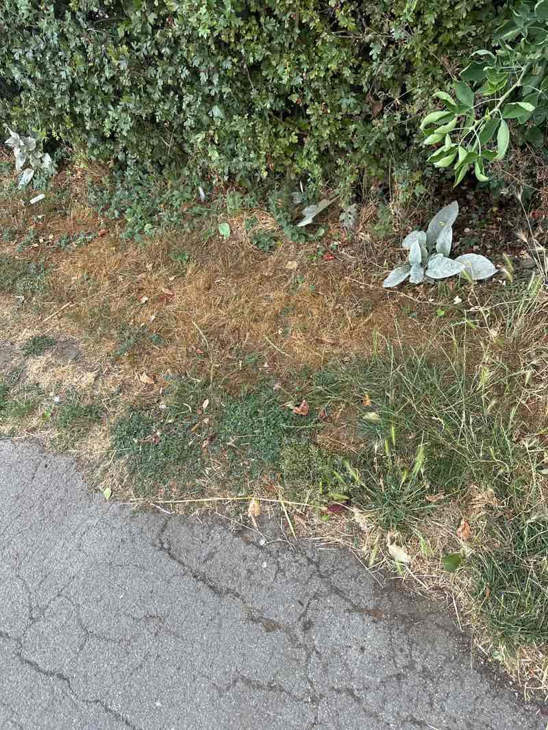walking near me in Walesby Pocket Park in summer