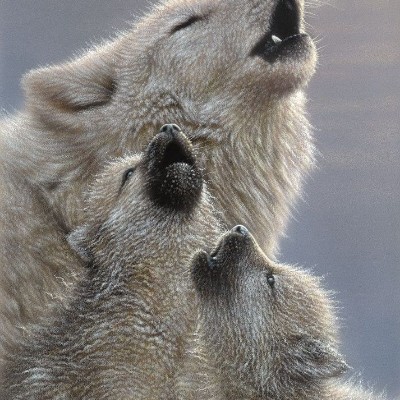 Rose,🍀🌹 🌹🌹🌹🌹🌹🌹 🌹 💁‍♀️ michael (sunny) 👍 post image