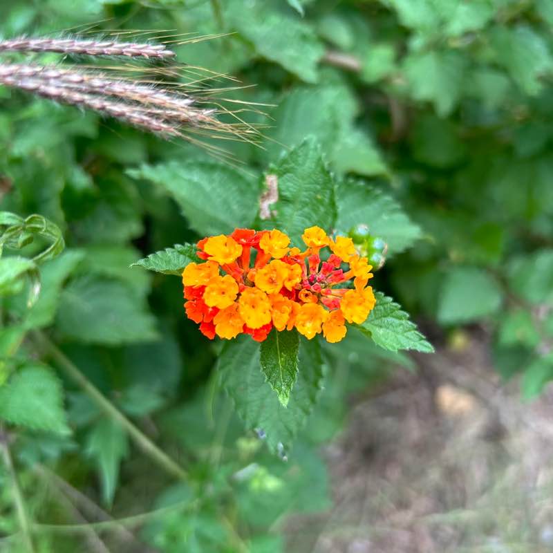 Yvonne Hudson post 2