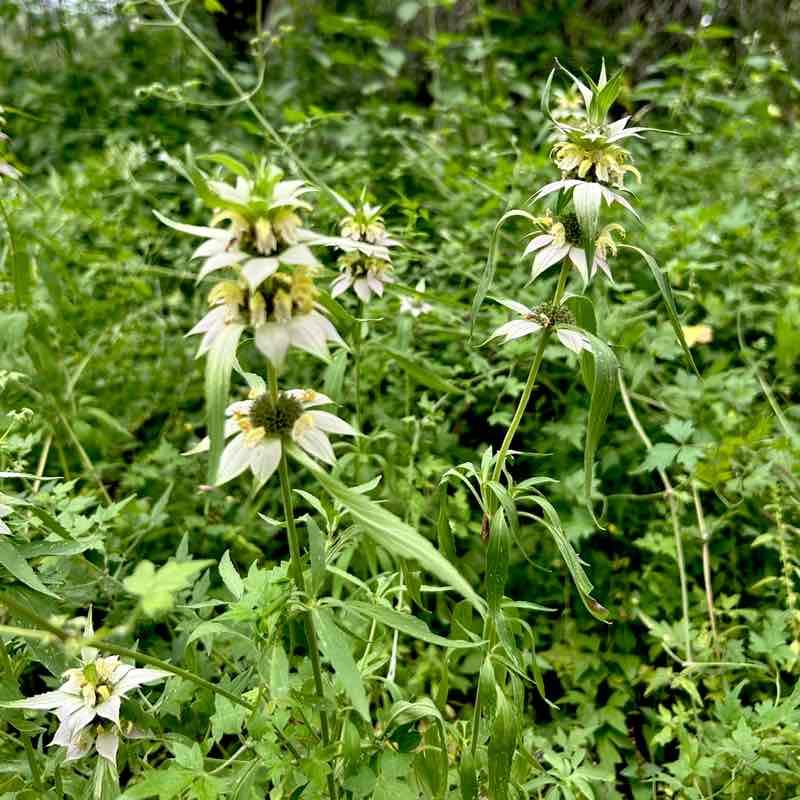 Yvonne Hudson post 3