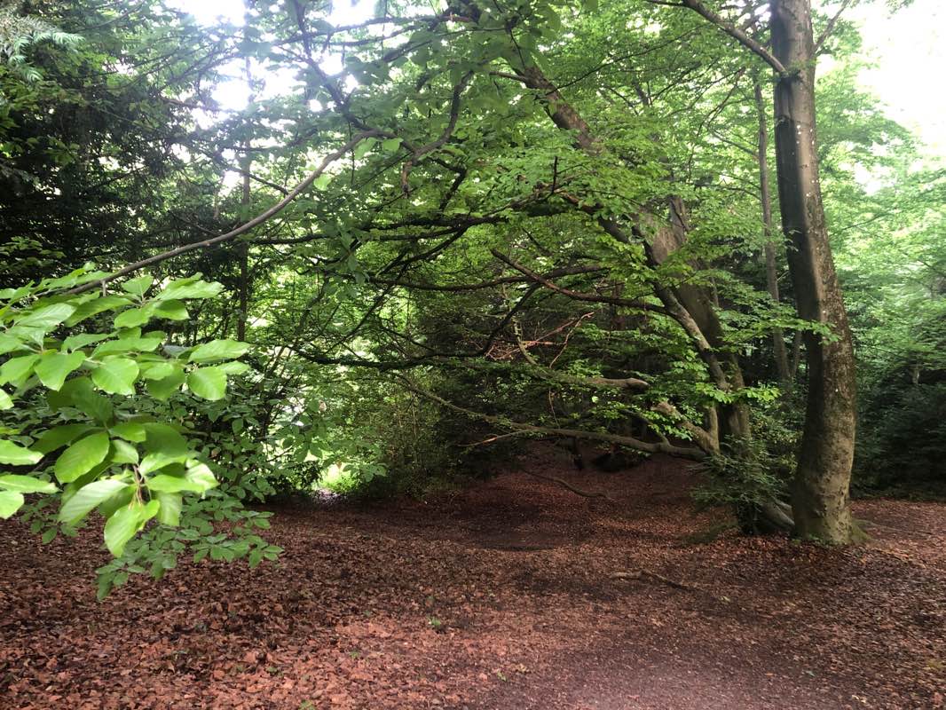 walking near me in Parc Jardin Anglais in winter