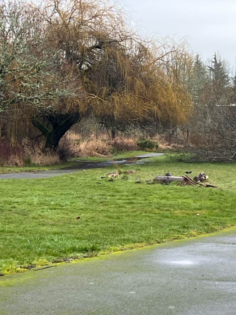 walking near me in Greenway Park in winter