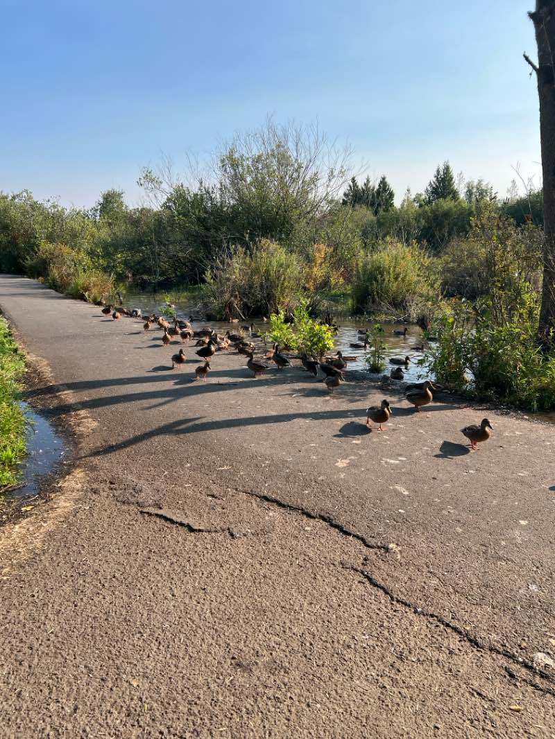 walking near me in Dirksen Nature Park in summer