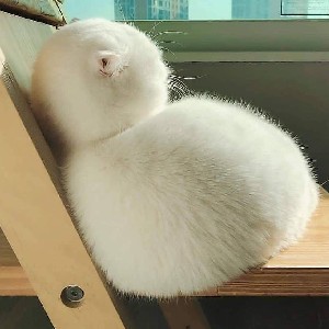 NURUL FAIRUZ profile