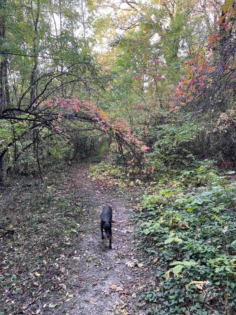 walking near me in Parcul Casa Albă in winter