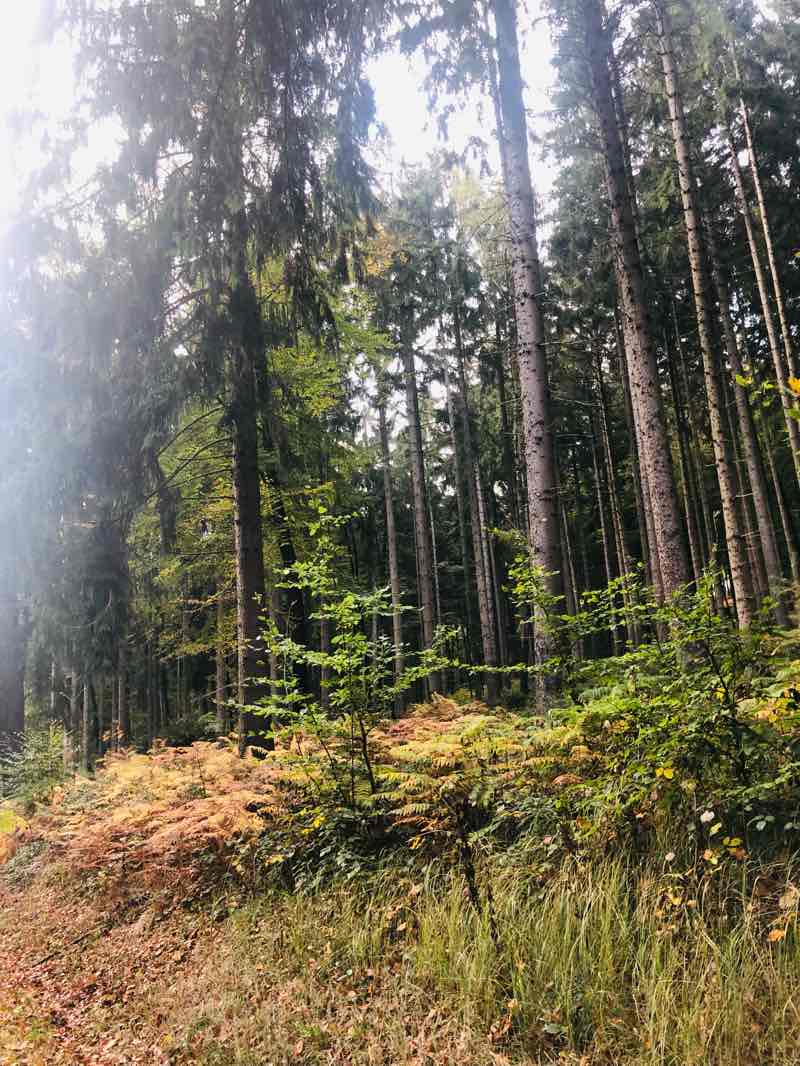 walking near me in Charlottenseepark in winter