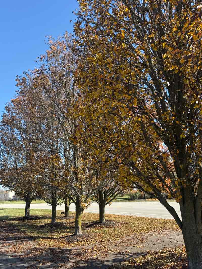 walking near me in Royal Run Park in autumn