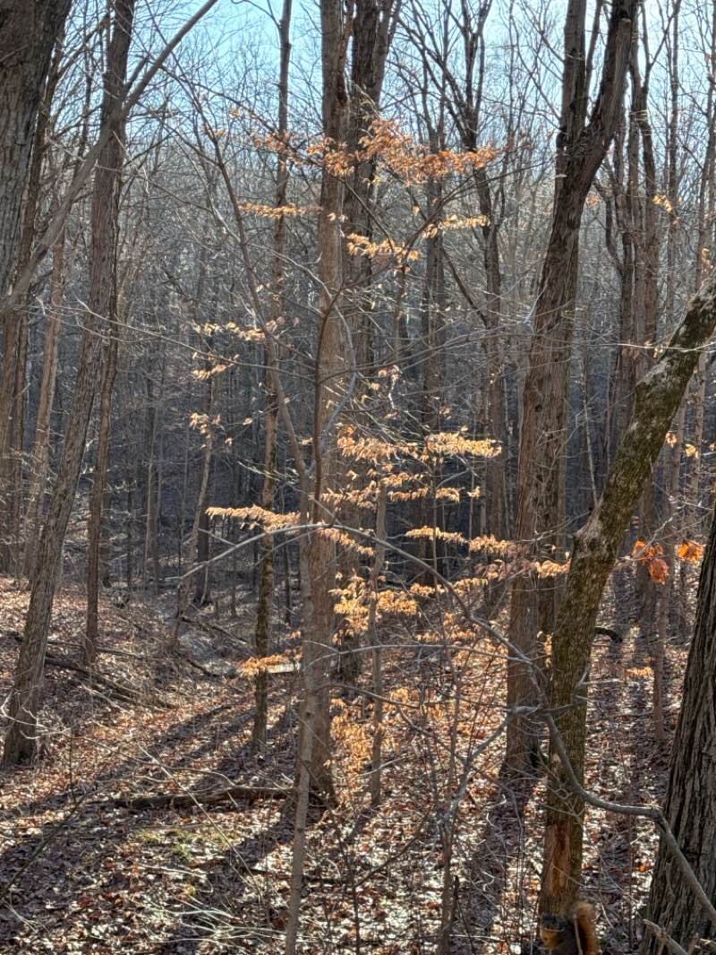 walking near me in Fort Harrison State Park in winter